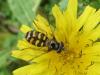 Lapposyrphus lapponicus